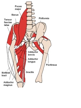 Hip Muscles and Gluteus Dubai